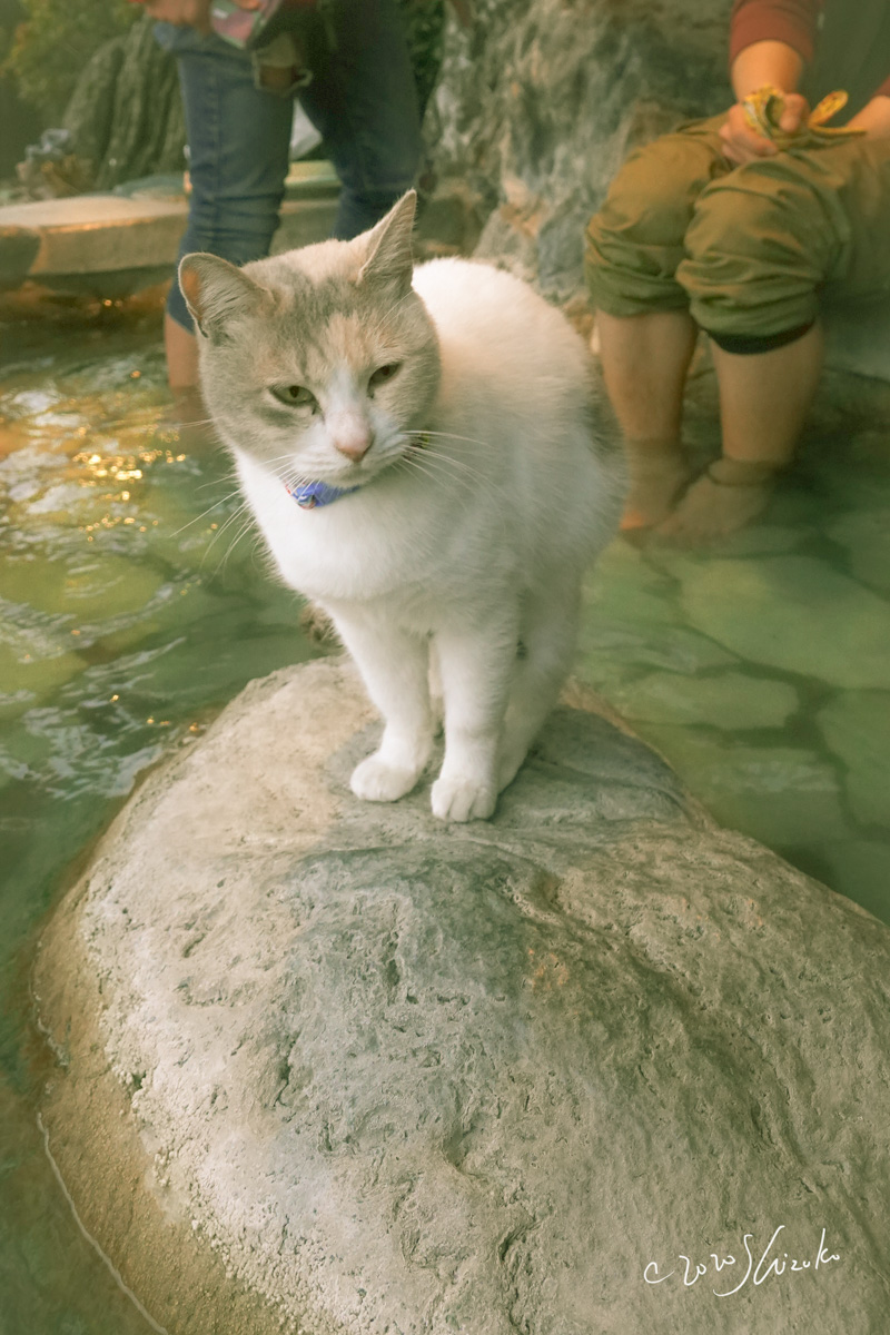 嬉野温泉の足湯にやって来た猫