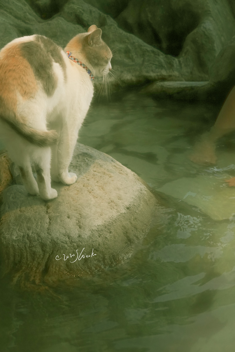 シーボルトの足湯と猫
